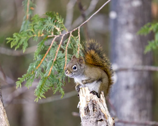 Squirrel Close Profile View Forest Standing Branch Tree Blur Background — стоковое фото
