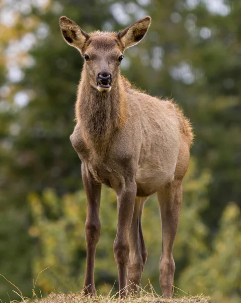 Jeune Wapiti Vue Profil Rapprochée Animal Regardant Une Caméra Avec — Photo