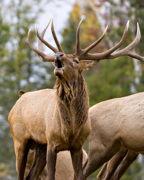 Elk Antlers Mengomel Menjaga Kawanan Sapinya Elk Dengan Latar Belakang — Stok Foto