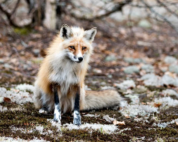 Red Fox Siedzi Mchu Patrzy Kamerę Wiosną Rozmytym Tłem Ciesząc — Zdjęcie stockowe