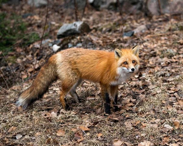 Vue Profil Rapprochée Renard Roux Printemps Avec Fond Feuilles Brun — Photo