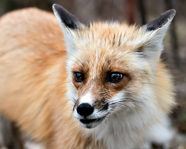 Red Fox Head Shot Blur Background Its Environment Habitat Head — Fotografia de Stock