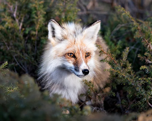 Red Fox Head Close Profile View Surrounding Coniferous Needle Branches — Foto Stock