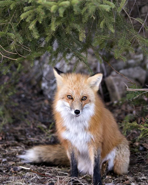 Red Fox Siedzi Patrzy Kamerę Sezonie Wiosennym Drzewami Iglastymi Tle — Zdjęcie stockowe