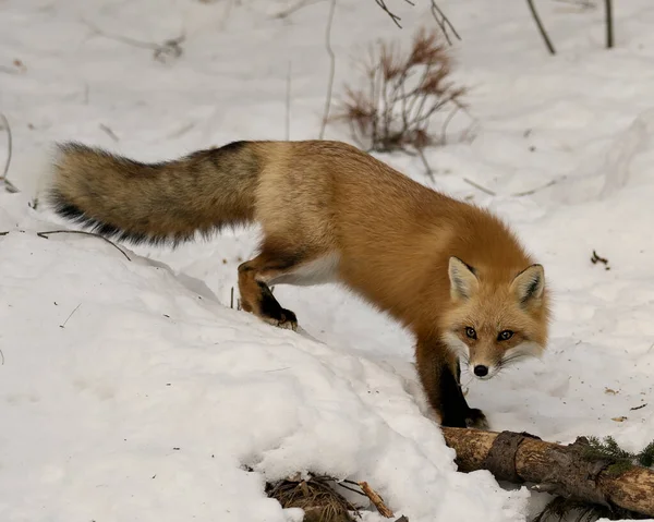 Red fox close-up profile side view in the winter season in its environment and habitat with blur snow background displaying bushy fox tail, fur. Fox Image. Picture. Portrait. Fox Stock Photo.