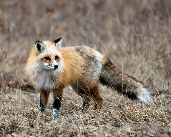 Red Einzigartige Fuchs Nahaufnahme Die Kamera Der Frühjahrssaison Seiner Umgebung — Stockfoto