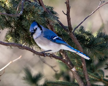 Blue Jay bird close-up perched on a spruce tree branch with a blur forest background in the forest environment and habitat surrounding displaying blue feather plumage wings. Picture. Portrait. clipart