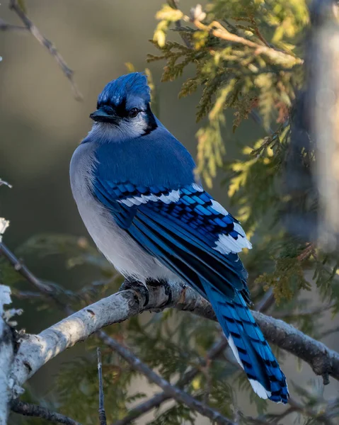 Oiseau Jay Bleu Gros Plan Perché Sur Une Branche Avec — Photo