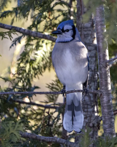 Blue Jay Bird Close Posado Una Rama Cedro Con Fondo — Foto de Stock