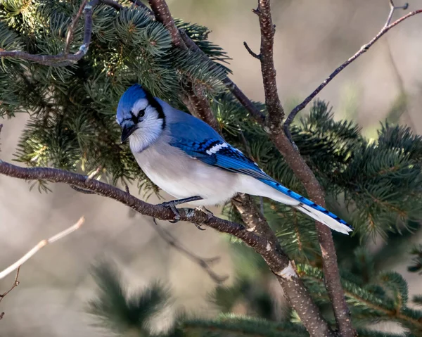 Blue Jay Bird Close Perched Spruce Tree Branch Blur Forest — Stock Photo, Image