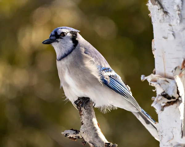 Blue Jay Vogel Aus Nächster Nähe Hockt Auf Einem Birkenzweig — Stockfoto