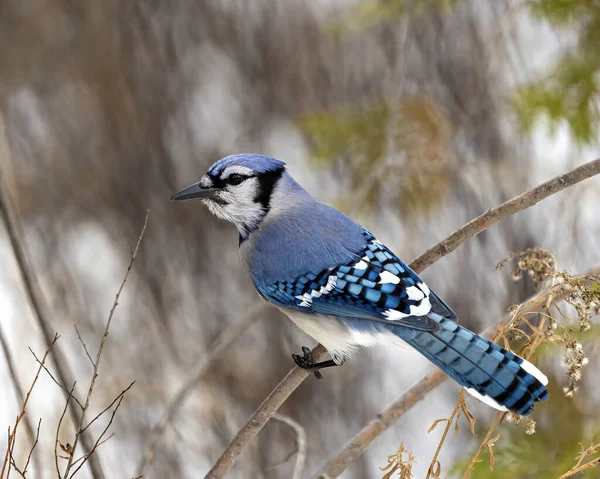 Blue Jay Gros Plan Perché Sur Une Branche Cèdre Avec — Photo