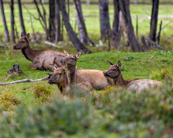 암소들은 서식지에서 배경으로 들판에서 휴식을 취한다 Red Deer Photo 이미지 — 스톡 사진