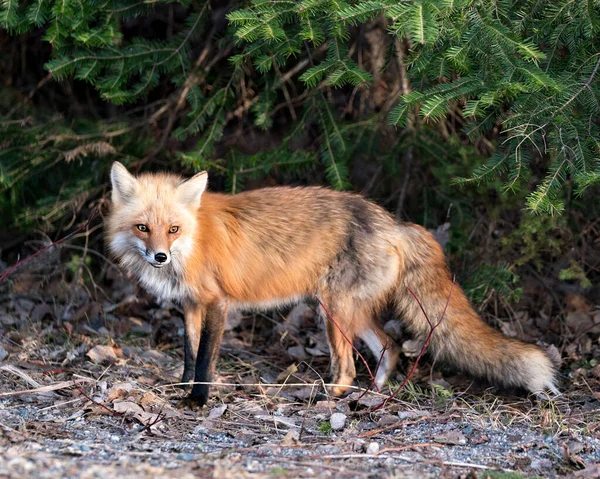 红狐特写侧视图在春季与云杉针叶背景和享受它的环境和栖息地 福克斯形象 肖像画 — 图库照片