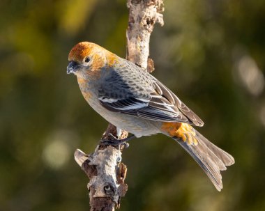 Pine Grosgaga dişisinin yakın plan profil görüntüsü dalın üzerine tünemiş ve çevresi ve çevresi bulanık. İğrenç gaga portresi. Görüntü. Fotoğraf. Resim. 