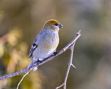 Pine Grosgaga dişisinin yakın plan profil görüntüsü dalın üzerine tünemiş ve çevresi ve çevresi bulanık. İğrenç gaga portresi. Resim.