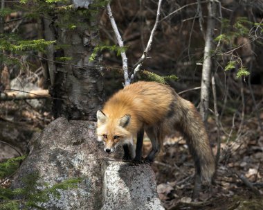 İlkbaharda kızıl tilki, yosun kayasına yakın çekim yapar. Tilki kuyruğu, kürkü, çevresi ve yaşam alanı bulanık orman arka planına sahiptir. Fox Image 'da. Görüntü. Portre. Fotoğraf..