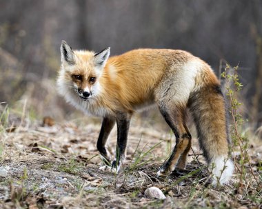 Red Fox, bahar sezonunda arka planı bulanık ve çevresinin ve yaşam alanının tadını çıkaran yakın plan profil yan görüntüsü. Fox Image 'da. Görüntü. Portre.