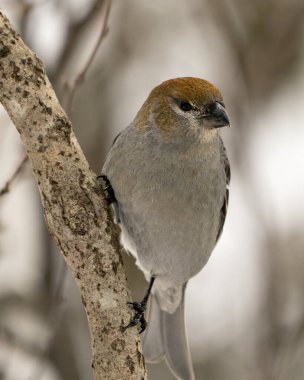 Pine Grosgaga 'nın yakın plan profil görüntüsü, çevresi ve doğal ortamında bulanık bir arka plana sahip. Görüntü. Görüntü. Portre. Pine Grosgaga Stok Fotoğrafı.