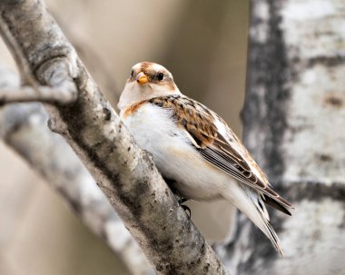 Bir ağaç dalına tünemiş, çevresi ve habitatı bulanık kar kuşunun yakın görüntüsü. Bunting Image. Görüntü. Portre.