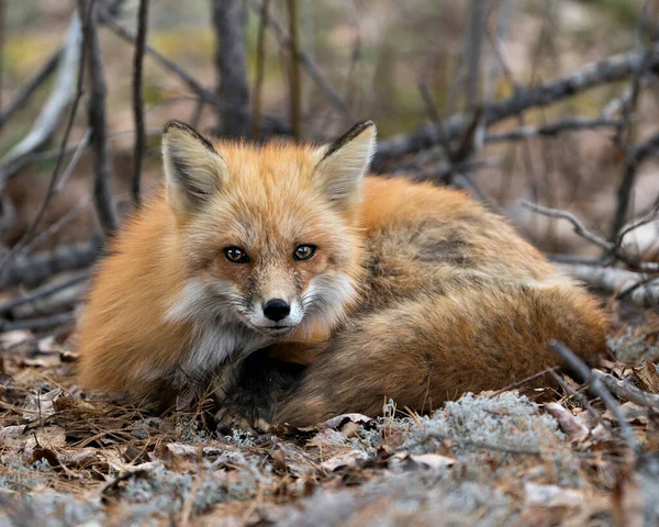 在春季 红狐的特写镜头落在白色的苔藓和褐色的叶子上 显示狐狸的尾巴 环境和栖息地 背景模糊 福克斯形象 — 图库照片