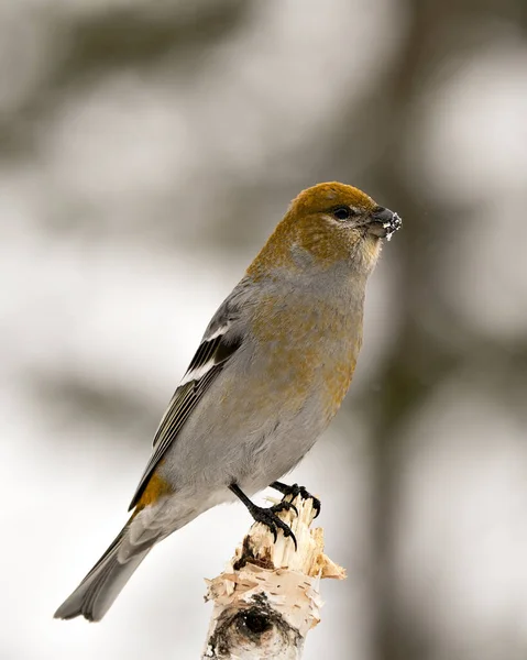 Pine Grosbeak Vista Perfil Close Empoleirado Com Fundo Desfocado Seu — Fotografia de Stock