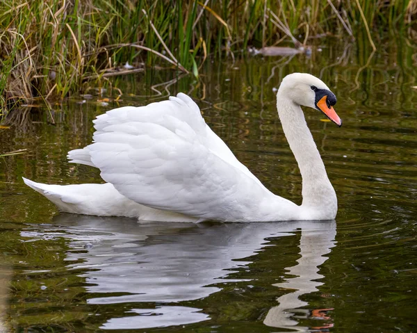 白鳥周囲の環境や生息地に水の背景を持つ普及した白い羽で鳥の水泳をミュートします 肖像画 — ストック写真