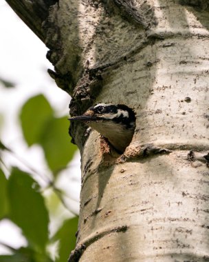 Ağaçkakan yuvasından çıkar ve yuvayı çevresine ve çevresine korur. Kafasından vur. Ağaçkakan Kıllı Görüntü. Görüntü. Portre. Fotoğraf. Dişi kuş.