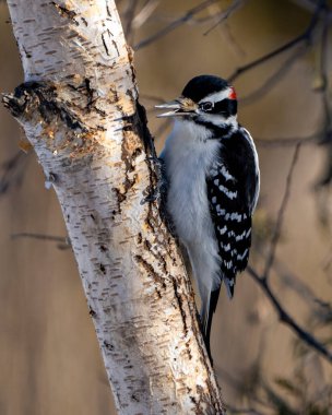 Downy Woodpecker male on a tree trunk with a blur background in its environment and habitat surrounding displaying white and black feather plumage wings and open beak..	