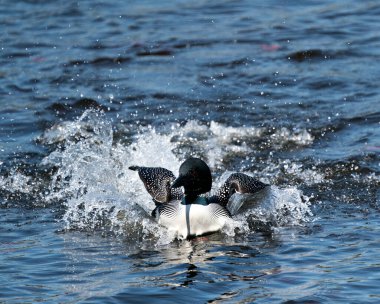 Dalgıç kuşu, sulak arazi ortamında su sıçratan ve bulanık mavi su arka planına sahip doğal yaşam alanı olan genel yakın plan görüntüsü. Dalgıçlar Ülkesi İmajı. Dalgıç kuşu. 