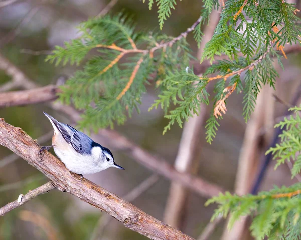 Biało Piersiasty Nuthatch Usiadł Zamazanym Tłem Otoczeniu Siedlisku Otaczającym Biało — Zdjęcie stockowe