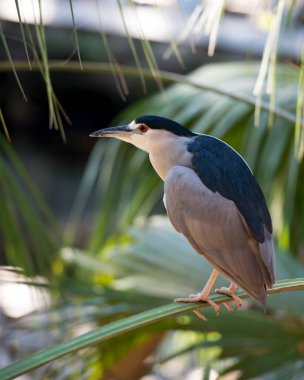 Siyah taçlı Gece Balıkçıl kuşu, mavi ve beyaz tüyleri, gövdesi, başı, gözü, gagası, bacakları, çevresi ve habitatında bulanık arka planı olan ayakları gösteren bir dala tünemişti. Heron Filmi. Portre. Görüntü. Fotoğraf..