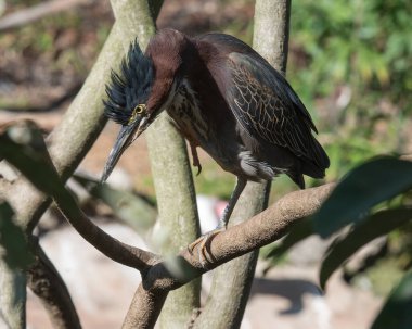 Green Heron perched on a branch scratching beak, displaying fluffy feather plumage, body, beak, head, eye, feet with a blur background in its environment and habitat. Heron Photo. Image. Picture. Portrait. clipart