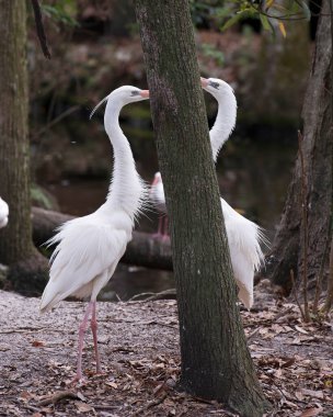 Büyük Beyaz Balıkçıl kuşları kur yaparken çevrelerinde ve çevrelerinde güzel beyaz renkli tüyler, tüylü tüyler sergilerler. Heron Fotoğrafı. Görüntü. Görüntü. Portre. Aşk kuşları.
