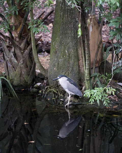 Svart Krönt Night Heron Närbild Profil Vattnet Visar Fjäderfjäderfjäderdräkt Huvud — Stockfoto