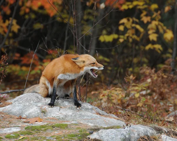 Widok Profilu Zbliżenie Red Fox Siedzi Skale Mchu Rozmytym Jesiennym — Zdjęcie stockowe