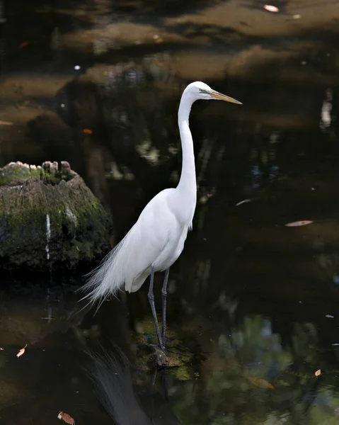 Great White Egret Standing Moss Rock Water Displaying White Feather — Stock Photo, Image