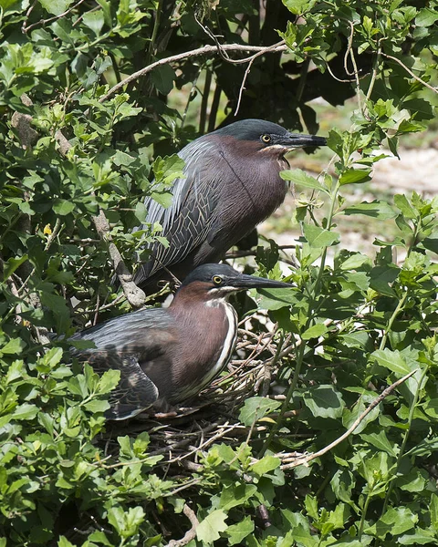 Grünreiher Nähern Sich Dem Nest Und Zeigen Ihre Federn Köpfe — Stockfoto