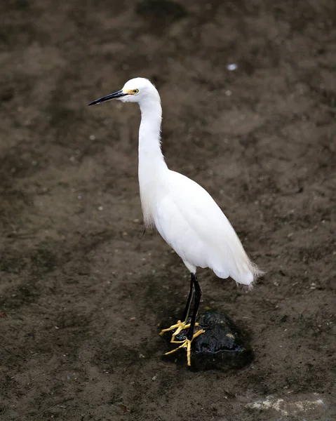 Snowy Egret Zbliżenie Stojąc Nad Wodą Narażając Swoje Ciało Głowę — Zdjęcie stockowe