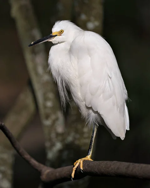 Snowy Egret Close Profile View Perched Branch Displaying White Plumage — Stock Photo, Image