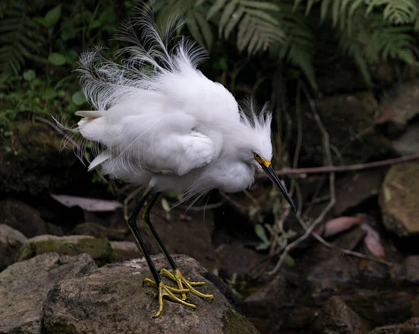 Snowy Egret Zbliżenie Profil Widok Stojący Skałach Mech Tła Liści — Zdjęcie stockowe