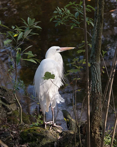 Héron Blanc Vue Profil Rapprochée Debout Sur Une Roche Mousse — Photo