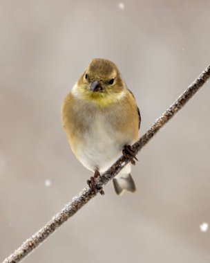 Amerikan ispinozu, arka planı bulanık bir dala tünemiş ve çevresindeki çevre ve yaşam alanındaki kameraya bakıyor. Finch Fotoğrafı.