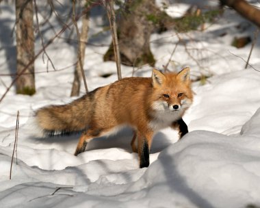 Kızıl tilki, kış mevsiminde doğal ortamında ve doğal ortamında, karlı arka planda tüylü tilki kuyruğu ve kürkünü gösteren yakın plan profili çizer. Fox Image 'da. Görüntü. Portre. Fox Stok Fotoğrafı.