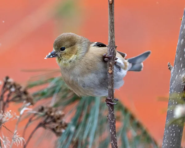 American Goldfinch Vista Perfil Close Empoleirado Ramo Com Fundo Laranja — Fotografia de Stock