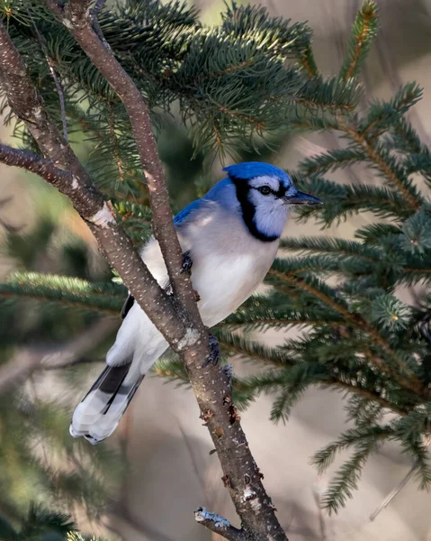 Blue Jay Vogel Aus Nächster Nähe Hockt Auf Einem Fichtenzweig — Stockfoto