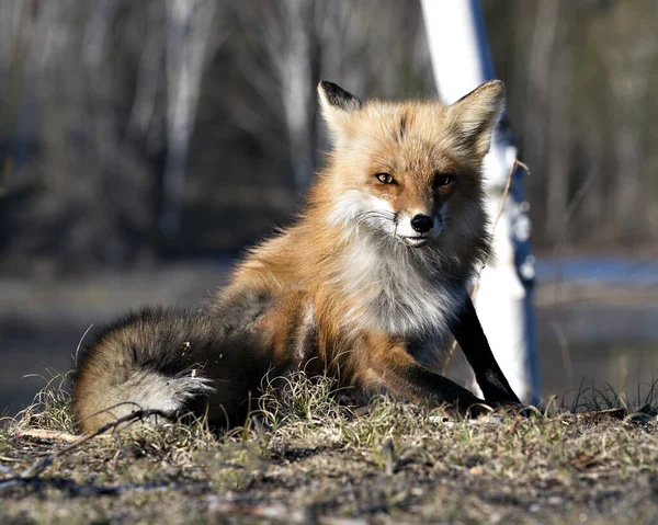Red Fox Siedzi Rozmytym Tle Wiosną Swoim Otoczeniu Siedlisku Wyświetlając — Zdjęcie stockowe