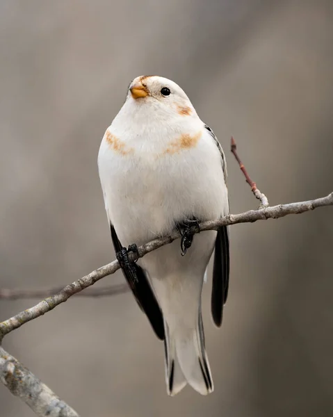 Snow Bunting Vogel Close Vooraanzicht Gelegen Een Boomtak Met Een — Stockfoto