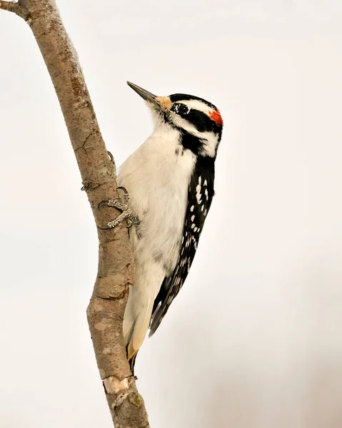 Woodpecker Close Profile View Climbing Tree Branch Displaying Feather Plumage — Fotografia de Stock
