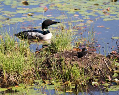 Avam kafalının yavrusunu koruduğu ve onunla ilgilendiği ortam ve sulak arazide yumurtadan çıktıktan birkaç saat sonra. Deli Bebek.. 